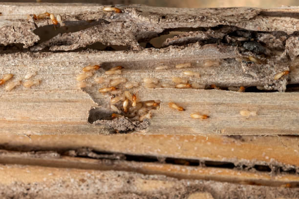 Best Rat Extermination Near Me  in Crestwood, MO